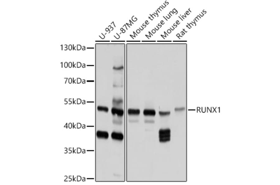 Western Blot - Anti-RUNX1/AML1 Antibody (A92267) - Antibodies.com