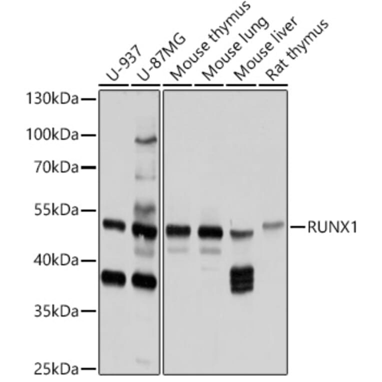 Western Blot - Anti-RUNX1/AML1 Antibody (A92267) - Antibodies.com