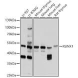Western Blot - Anti-RUNX1/AML1 Antibody (A92267) - Antibodies.com