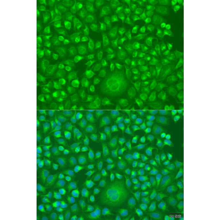 Immunofluorescence - Anti-IFNW1 Antibody (A15067) - Antibodies.com