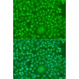 Immunofluorescence - Anti-IFNW1 Antibody (A15067) - Antibodies.com