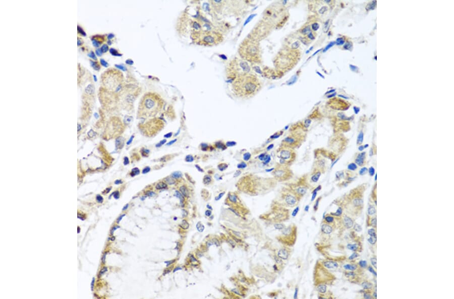 Immunohistochemistry - Anti-IL-28B Antibody (A92269) - Antibodies.com