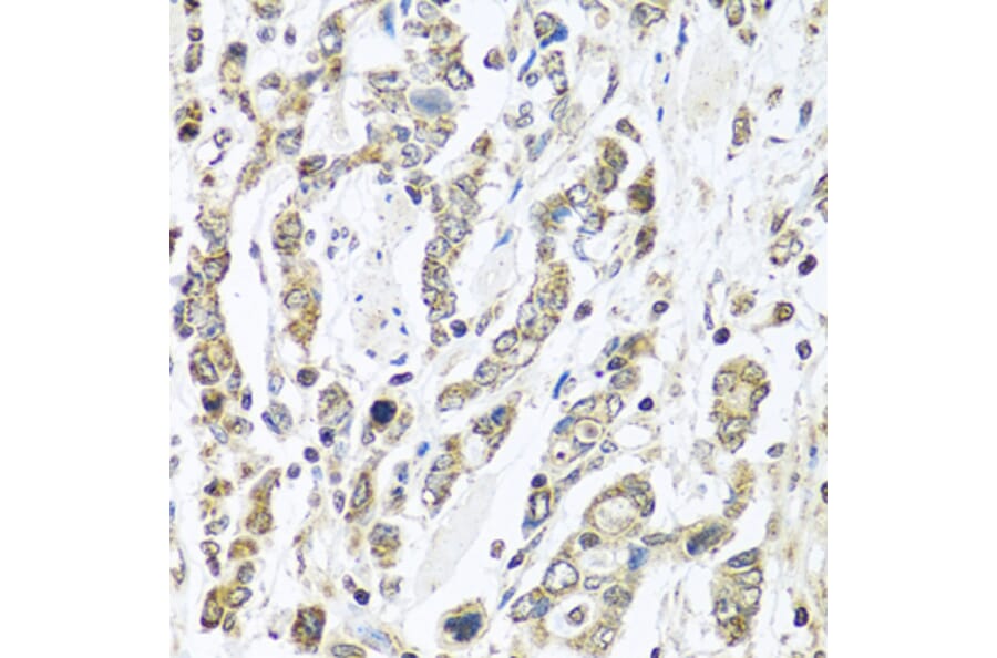 Immunohistochemistry - Anti-IL-28B Antibody (A92269) - Antibodies.com