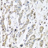 Immunohistochemistry - Anti-IL-28B Antibody (A92269) - Antibodies.com