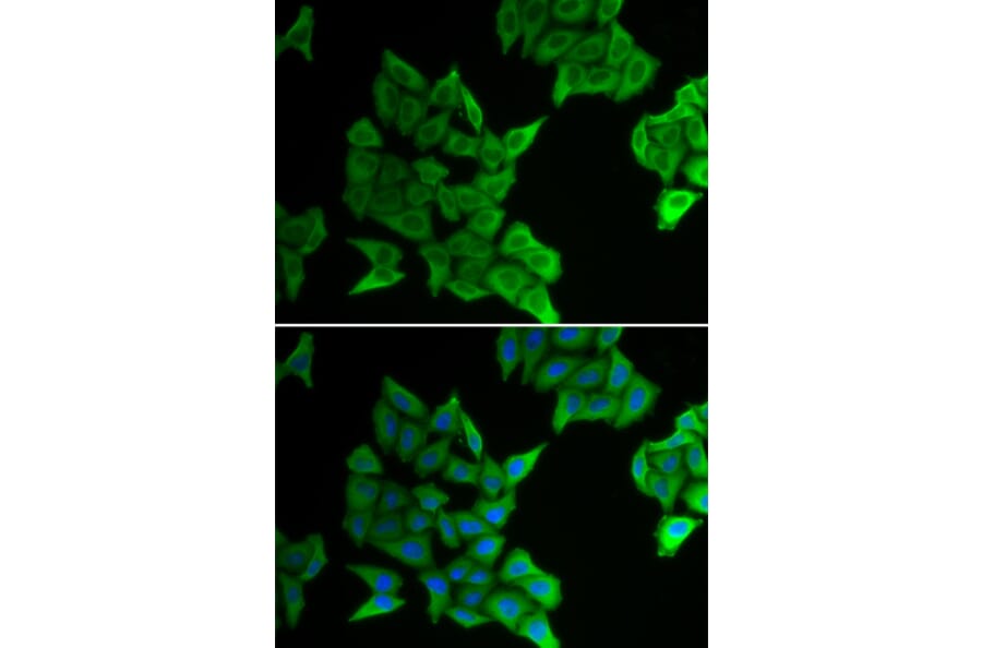 Immunofluorescence - Anti-Cx40/GJA5 Antibody (A92272) - Antibodies.com