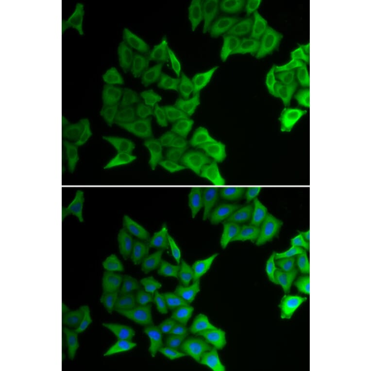 Immunofluorescence - Anti-Cx40/GJA5 Antibody (A92272) - Antibodies.com