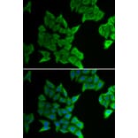 Immunofluorescence - Anti-Cx40/GJA5 Antibody (A92272) - Antibodies.com