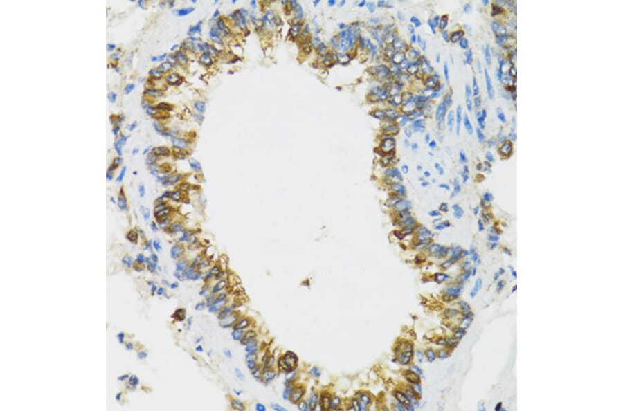 Immunohistochemistry - Anti-PI3 Antibody (A12482) - Antibodies.com