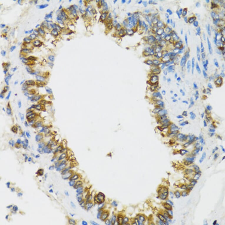 Immunohistochemistry - Anti-PI3 Antibody (A12482) - Antibodies.com