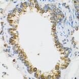Immunohistochemistry - Anti-PI3 Antibody (A12482) - Antibodies.com
