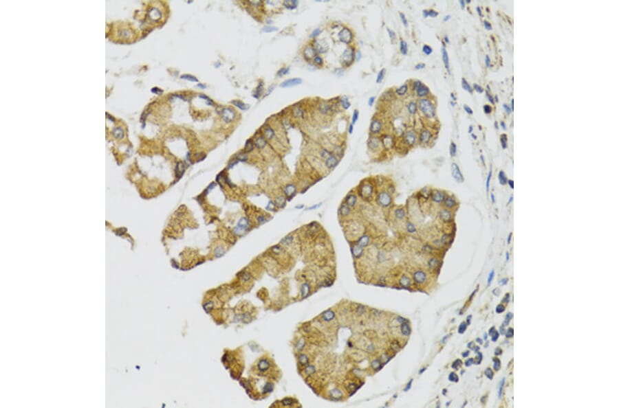 Immunohistochemistry - Anti-PI3 Antibody (A12482) - Antibodies.com