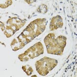 Immunohistochemistry - Anti-PI3 Antibody (A12482) - Antibodies.com