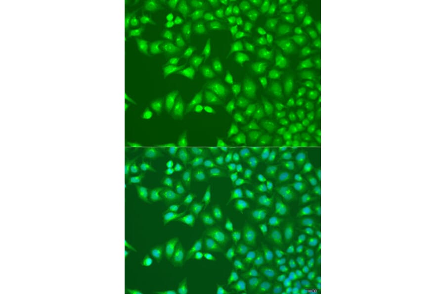 Immunofluorescence - Anti-UBA3 Antibody (A15119) - Antibodies.com