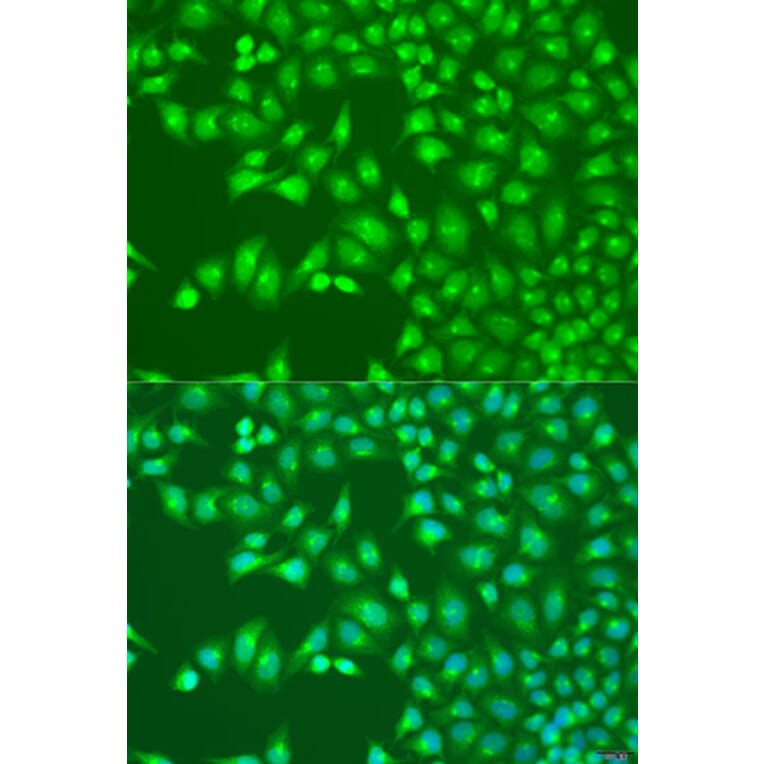 Immunofluorescence - Anti-UBA3 Antibody (A15119) - Antibodies.com