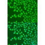 Immunofluorescence - Anti-UBA3 Antibody (A15119) - Antibodies.com
