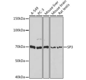 Western Blot - Anti-SP3 Antibody (A92279) - Antibodies.com