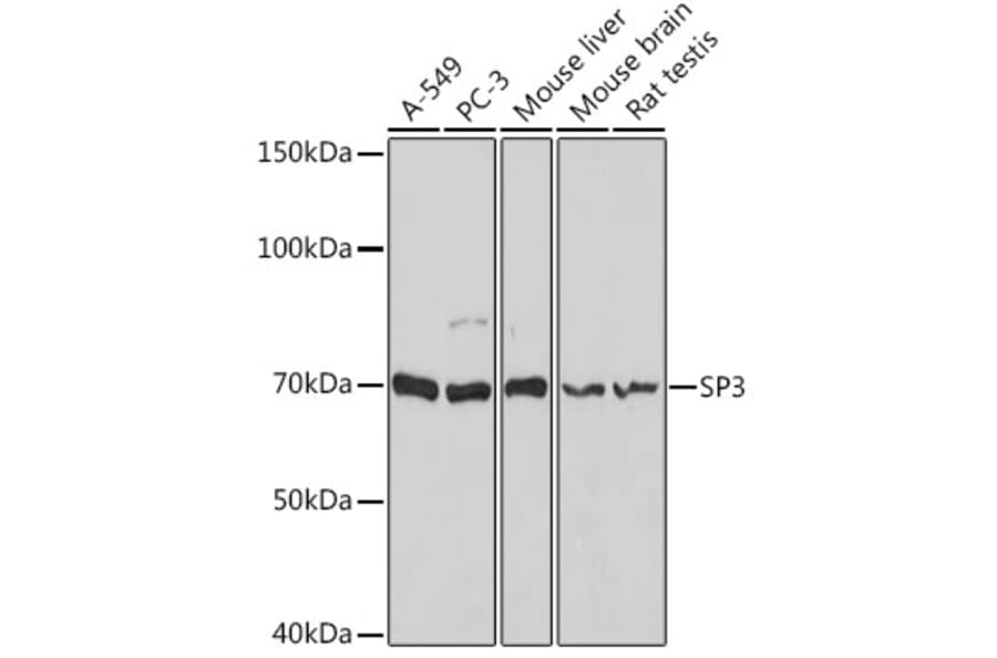 Western Blot - Anti-SP3 Antibody (A92279) - Antibodies.com