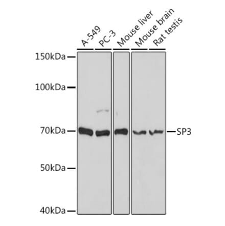 Western Blot - Anti-SP3 Antibody (A92279) - Antibodies.com