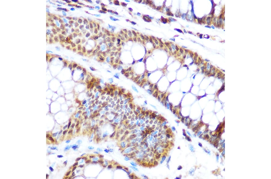 Immunohistochemistry - Anti-SP3 Antibody (A92279) - Antibodies.com