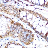 Immunohistochemistry - Anti-SP3 Antibody (A92279) - Antibodies.com