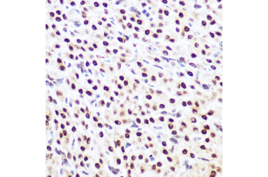 Immunohistochemistry - Anti-SP3 Antibody (A92279) - Antibodies.com