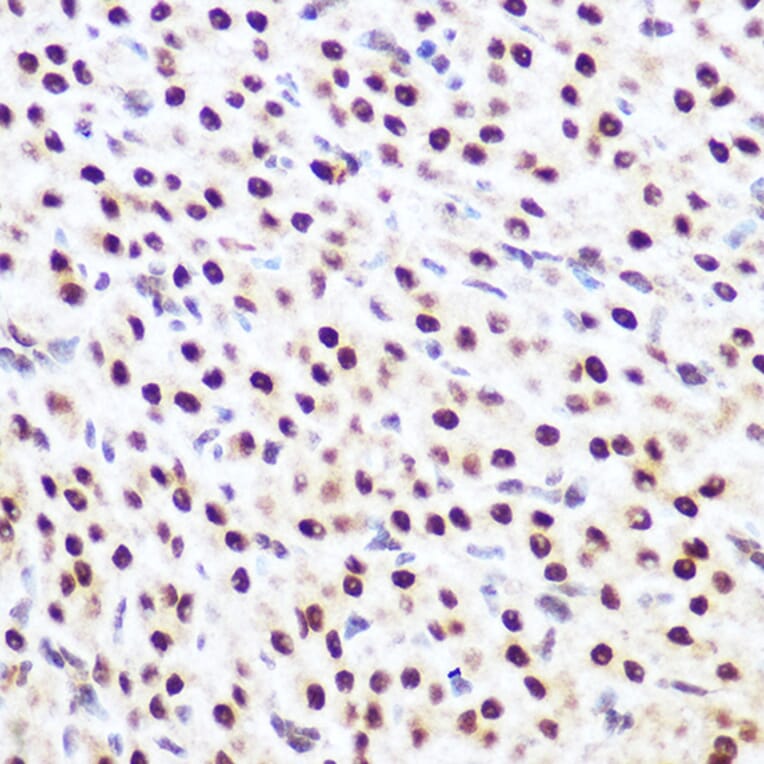Immunohistochemistry - Anti-SP3 Antibody (A92279) - Antibodies.com