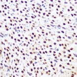 Immunohistochemistry - Anti-SP3 Antibody (A92279) - Antibodies.com
