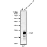Western Blot - Anti-CCL25 Antibody (A92282) - Antibodies.com