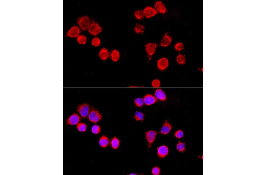 Immunofluorescence - Anti-Cytochrome P450 3A4 / CYP3A4 Antibody (A92290) - Antibodies.com