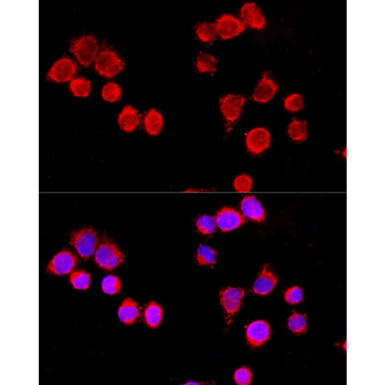 Immunofluorescence - Anti-Cytochrome P450 3A4 / CYP3A4 Antibody (A92290) - Antibodies.com