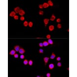 Immunofluorescence - Anti-Cytochrome P450 3A4 / CYP3A4 Antibody (A92290) - Antibodies.com
