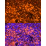 Immunofluorescence - Anti-RANTES Antibody (A92294) - Antibodies.com
