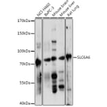 Western Blot - Anti-Slc6a6/Taut Antibody (A92297) - Antibodies.com