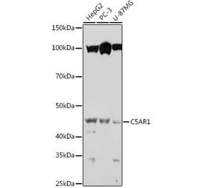 Western Blot - Anti-C5a-R Antibody (A92299) - Antibodies.com