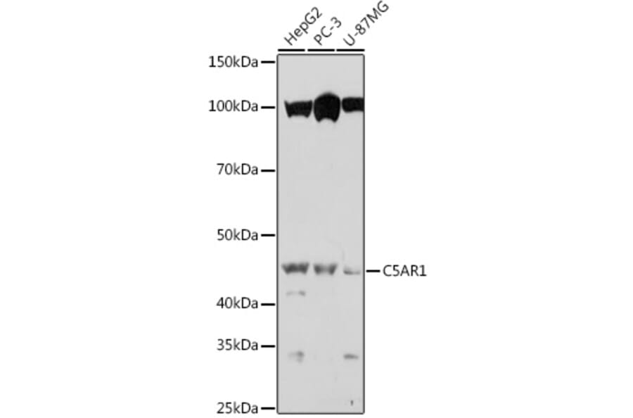 Western Blot - Anti-C5a-R Antibody (A92299) - Antibodies.com