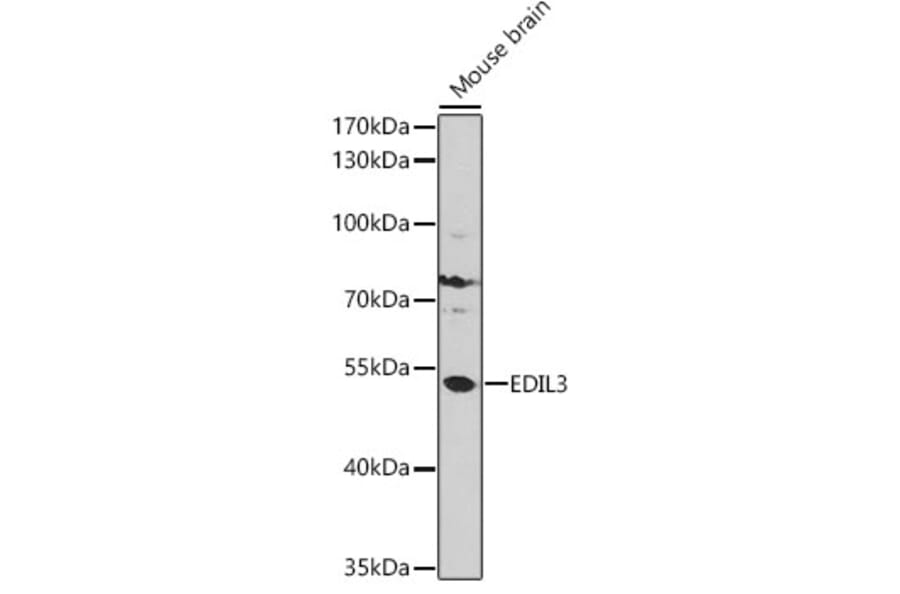 Western Blot - Anti-EDIL3/DEL1 Antibody (A92301) - Antibodies.com