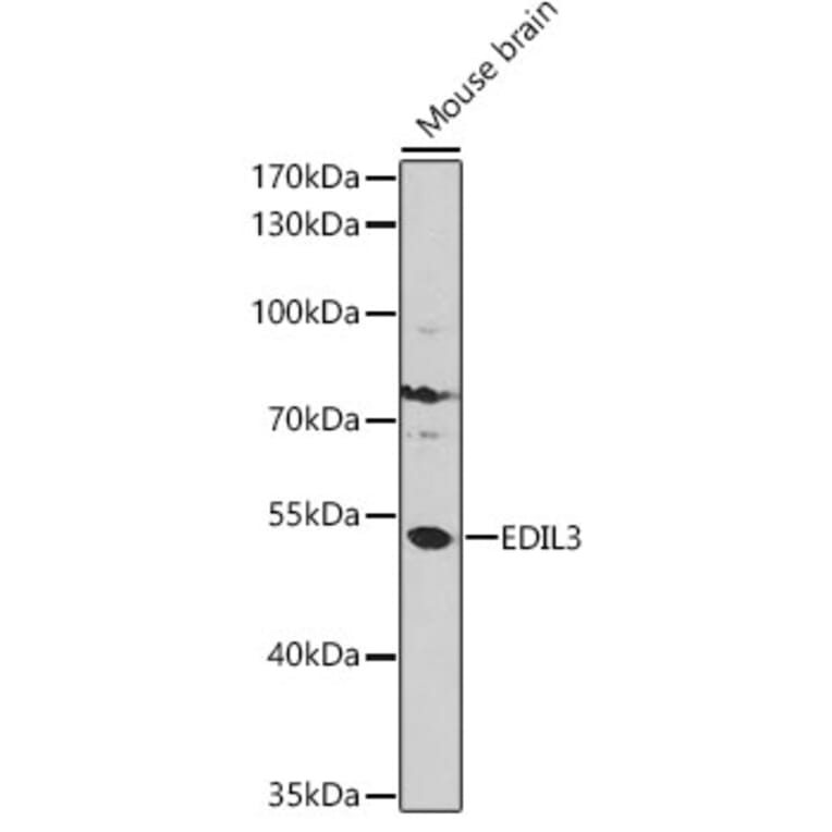 Western Blot - Anti-EDIL3/DEL1 Antibody (A92301) - Antibodies.com