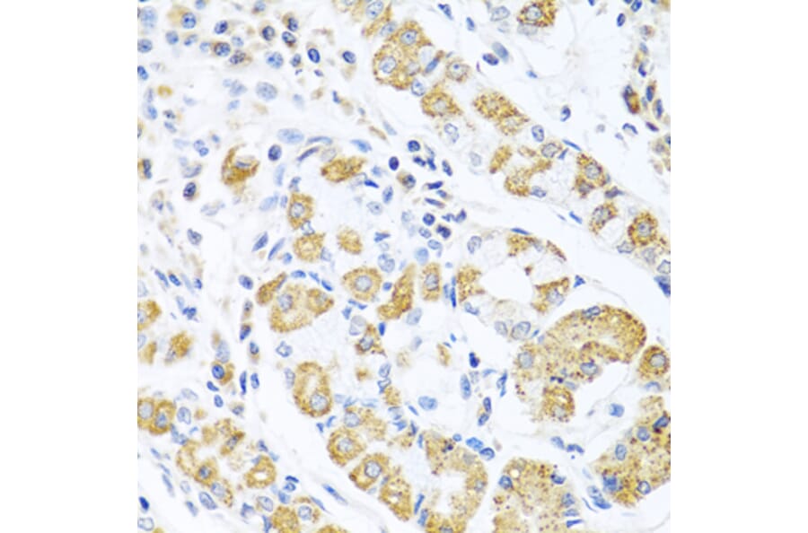 Immunohistochemistry - Anti-EDIL3/DEL1 Antibody (A92301) - Antibodies.com
