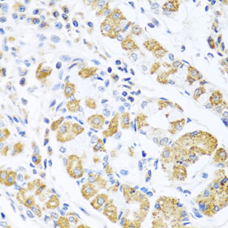 Immunohistochemistry - Anti-EDIL3/DEL1 Antibody (A92301) - Antibodies.com