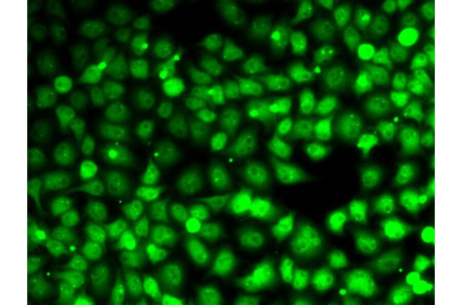 Immunofluorescence - Anti-CCNE2 Antibody (A14086) - Antibodies.com
