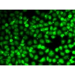 Immunofluorescence - Anti-CCNE2 Antibody (A14086) - Antibodies.com