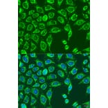 Immunofluorescence - Anti-MATN3 Antibody (A15072) - Antibodies.com