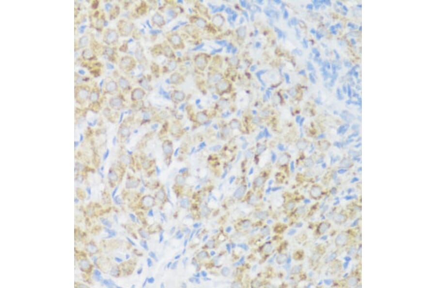Immunohistochemistry - Anti-BMP2 Antibody (A15647) - Antibodies.com