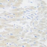 Immunohistochemistry - Anti-BMP2 Antibody (A15647) - Antibodies.com