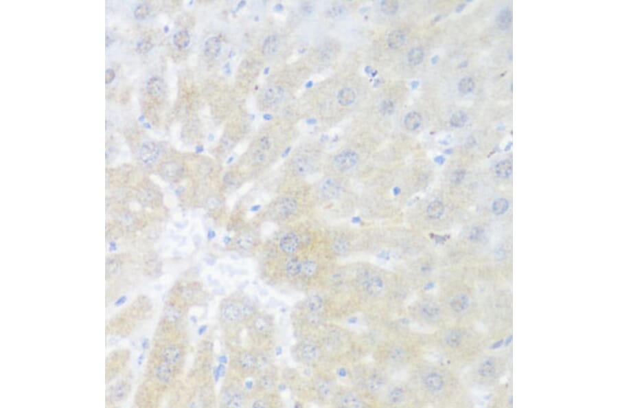Immunohistochemistry - Anti-BMP2 Antibody (A15647) - Antibodies.com