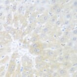 Immunohistochemistry - Anti-BMP2 Antibody (A15647) - Antibodies.com