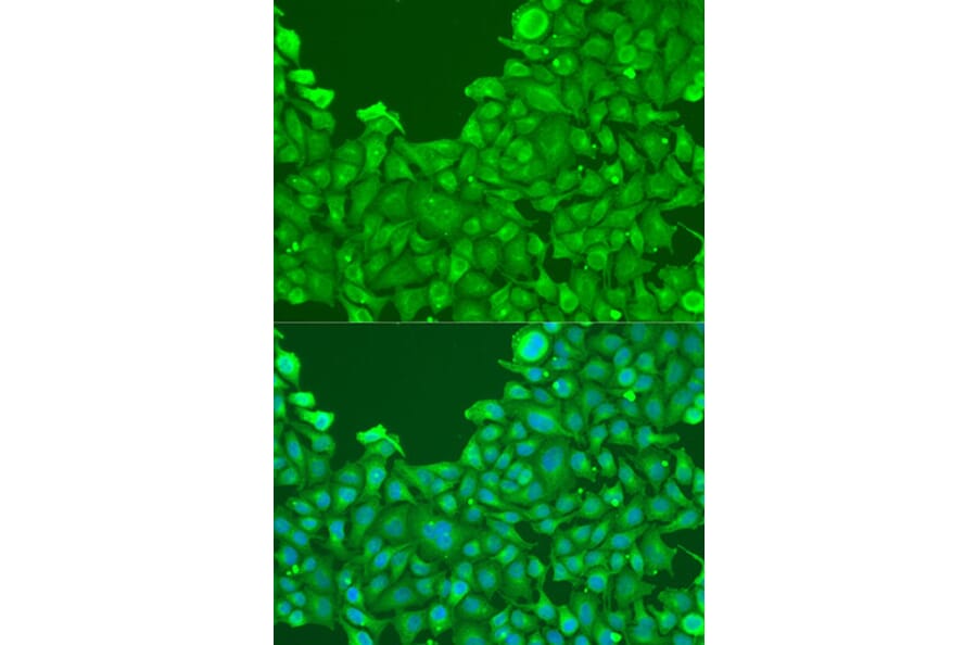 Immunofluorescence - Anti-BMP2 Antibody (A15647) - Antibodies.com