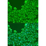 Immunofluorescence - Anti-BMP2 Antibody (A15647) - Antibodies.com