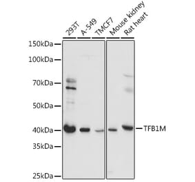 Western Blot - Anti-TFB1M Antibody (A92330) - Antibodies.com