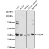 Western Blot - Anti-TFB1M Antibody (A92330) - Antibodies.com